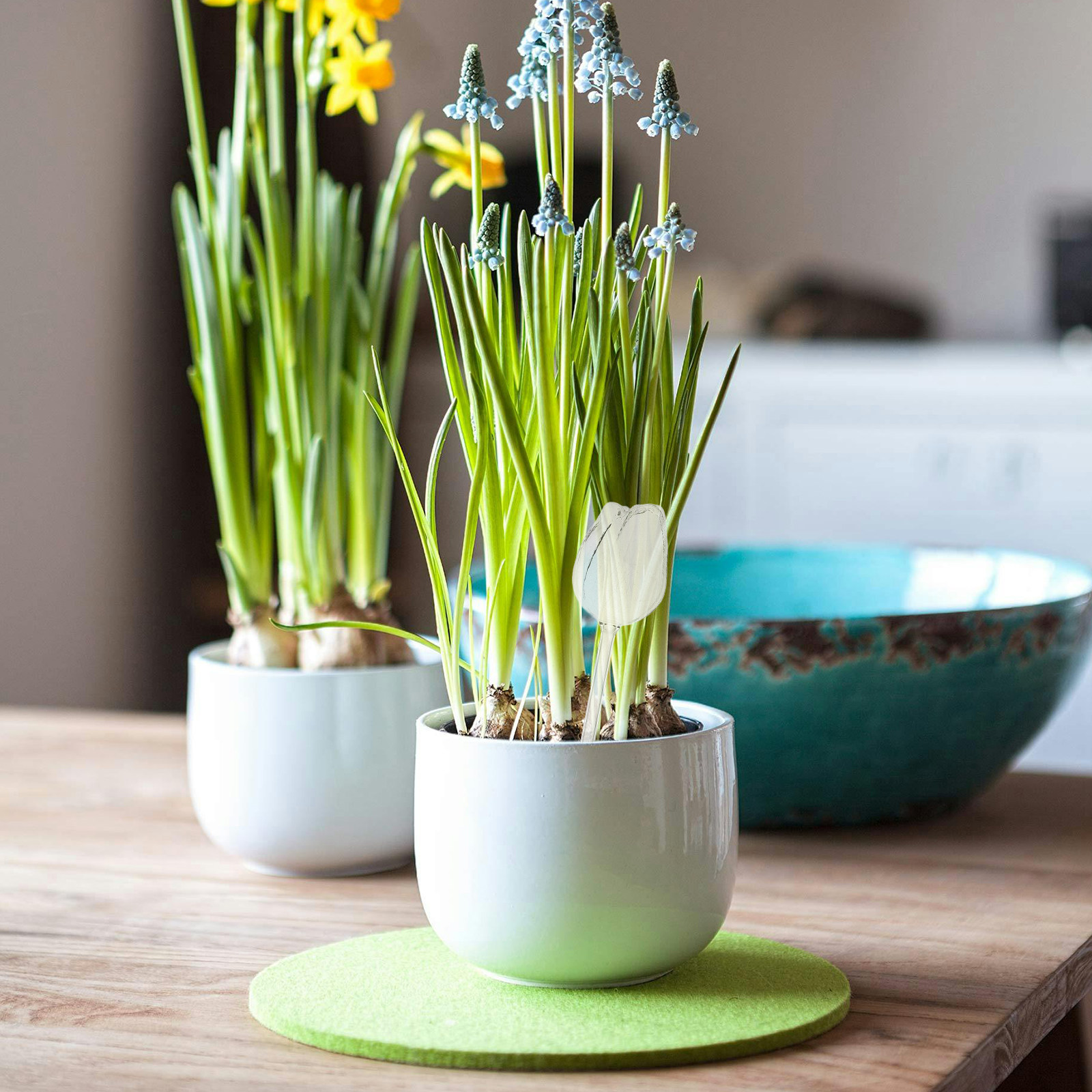 2Pcs Premium High Borosilicate - đánh giá và giá Self Watering Planter